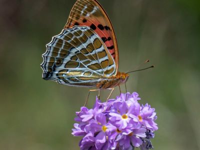 Butterflies in Bhutan