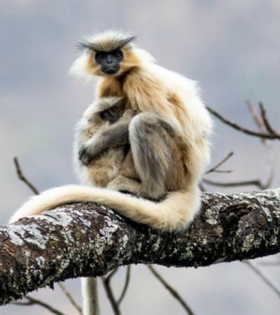 Rufous Necked Hornbill