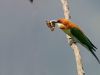 Chestnut-headed-Bee-eater
