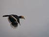 Oriental Pied Hornbill 