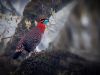 Temminck's-Tragopan