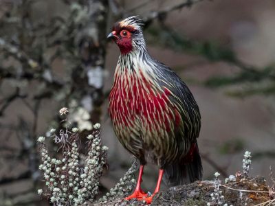 Blood-Pheasant-