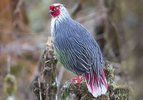 Great Hornbill Bhutan