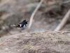 Little-Forktail