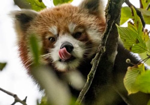 Red Panda