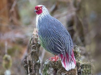 Blood-Pheasant
