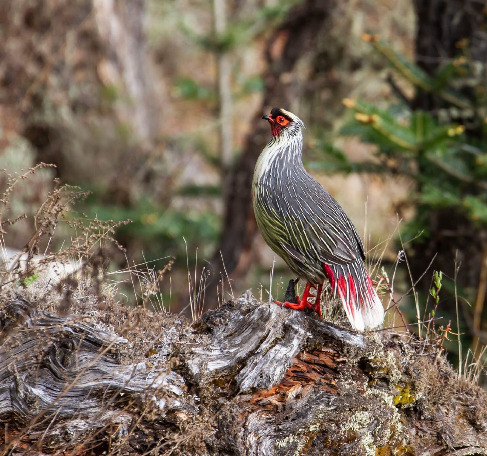 Blood-Pheasant