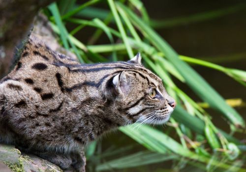 Fishing Cat