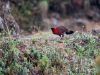 Satyr Tragopan in Bhutan