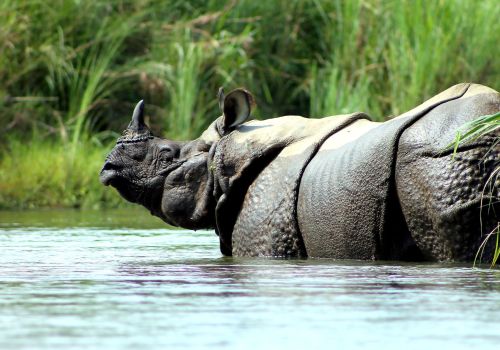 One Horned Rhino