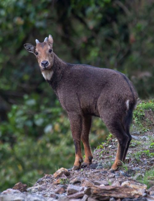 Wangchuck Centennial Park