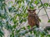 Tawny-Fish-Owl