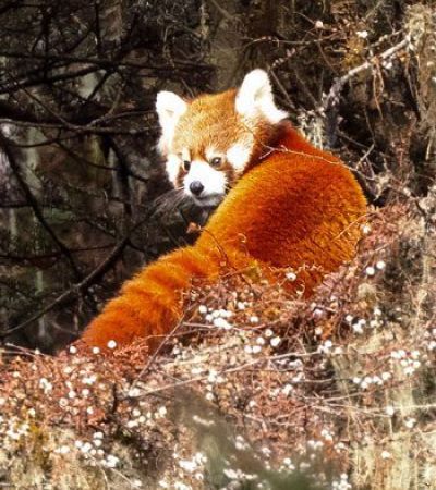 Rufous Necked Hornbill