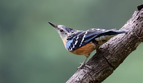 Nuthatch