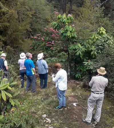 Rufous Necked Hornbill