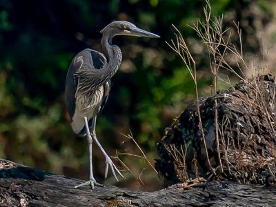 Great Hornbill Bhutan