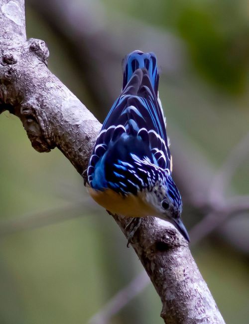Phrumshengla National Park